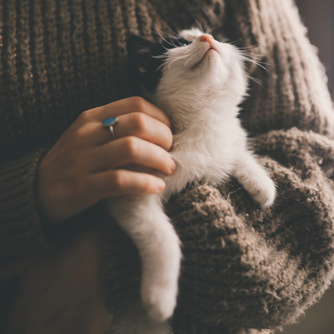 ANIMAUX