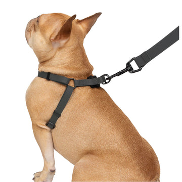 South Paw Silicone Dog Walking Set