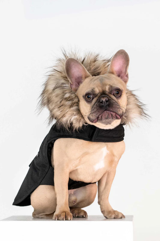 Karter - dog coat