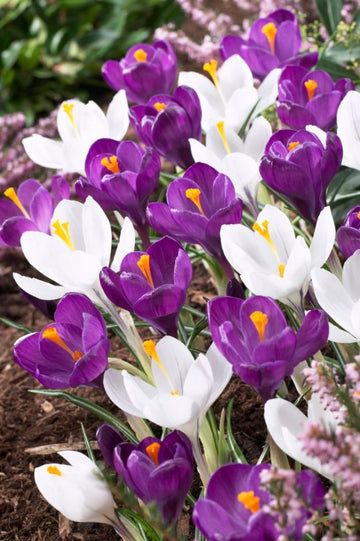 Tasc. Bulbe de fleur
