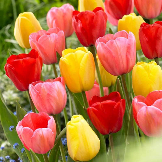 Tasc. Bulbe de fleur